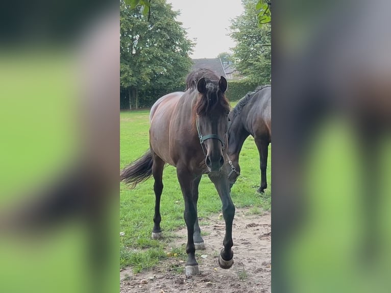 PRE Mix Wallach 5 Jahre 161 cm Dunkelbrauner in Niederkr&#xFC;chten