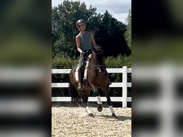 PRE Mix Wallach 5 Jahre 161 cm Dunkelbrauner in Niederkr&#xFC;chten