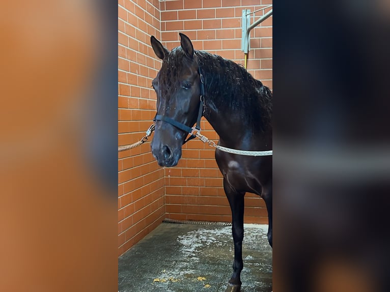 PRE Mix Wallach 5 Jahre 161 cm Dunkelbrauner in Niederkr&#xFC;chten