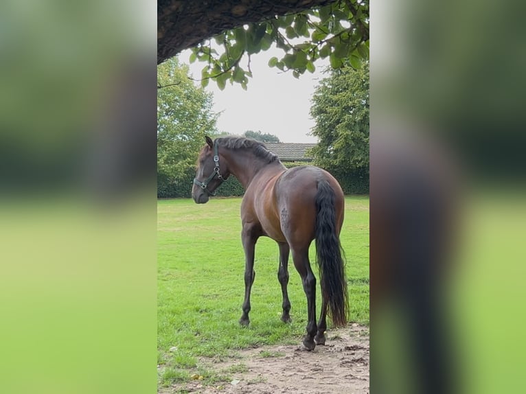 PRE Mix Wallach 5 Jahre 161 cm Dunkelbrauner in Niederkr&#xFC;chten