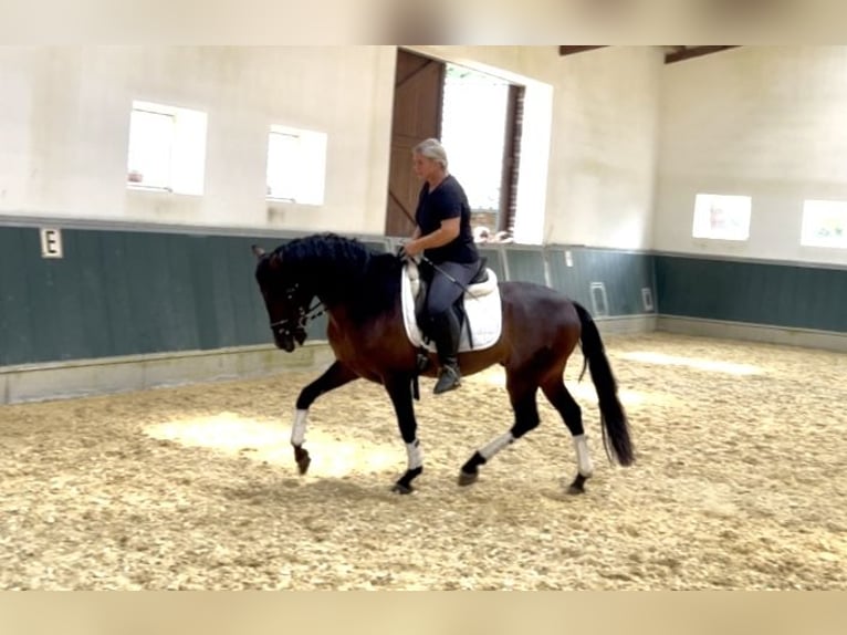 PRE Mix Wallach 5 Jahre 161 cm Dunkelbrauner in Niederkr&#xFC;chten