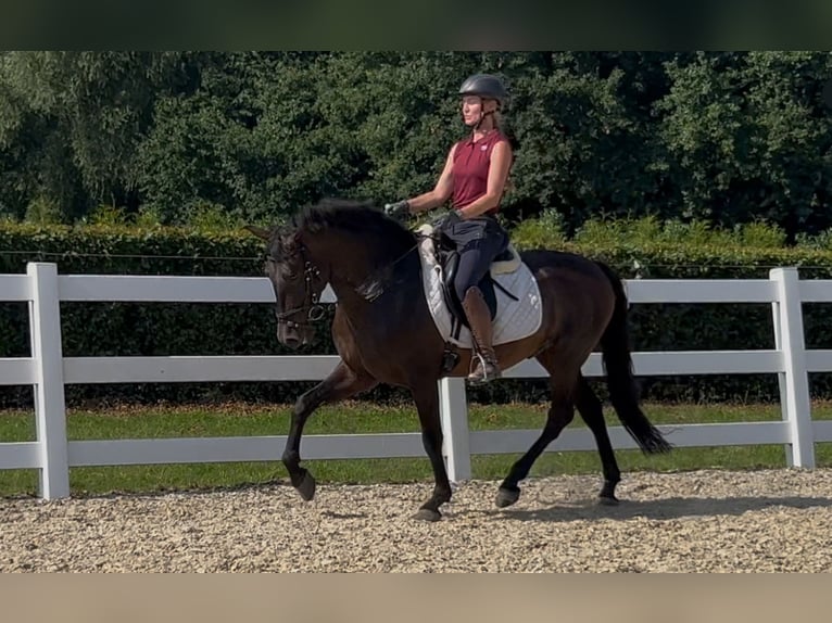 PRE Mix Wallach 5 Jahre 161 cm Dunkelbrauner in Niederkr&#xFC;chten