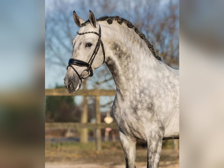 PRE Wallach 5 Jahre 161 cm Schimmel in Poeldijk