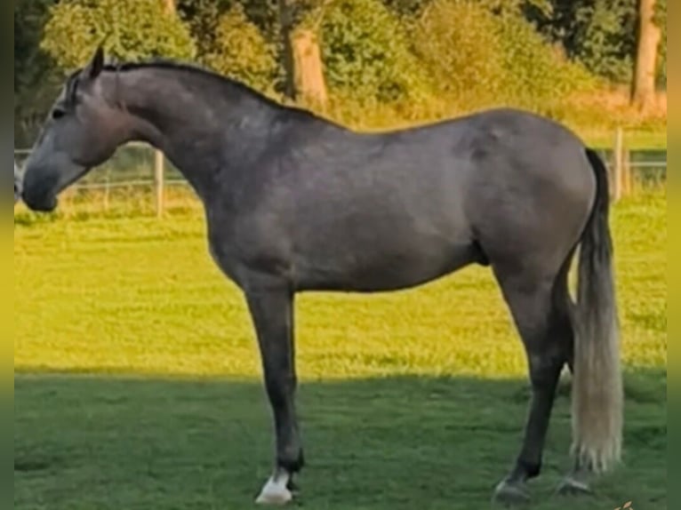 PRE Mix Wallach 5 Jahre 161 cm Schimmel in Traventhal