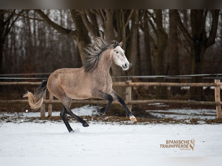 PRE Wallach 5 Jahre 161 cm Schimmel in Traventhal