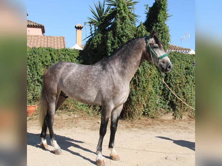PRE Wallach 5 Jahre 162 cm Apfelschimmel in Dietenheim