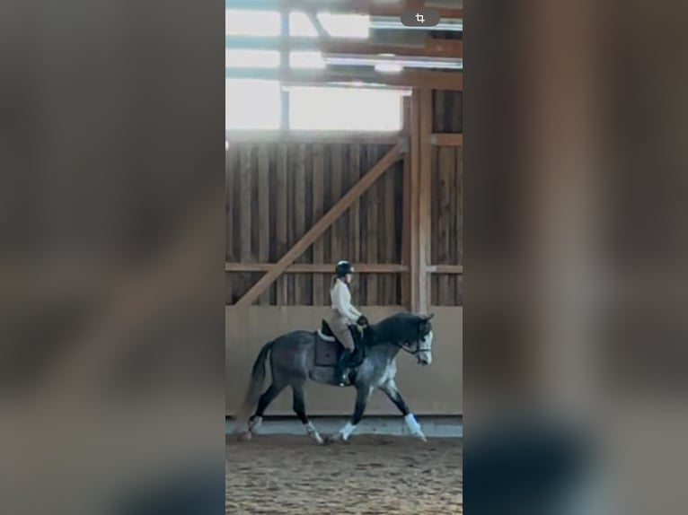 PRE Wallach 5 Jahre 162 cm Apfelschimmel in Dietenheim