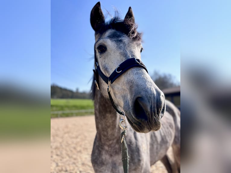 PRE Wallach 5 Jahre 162 cm Apfelschimmel in Dietenheim
