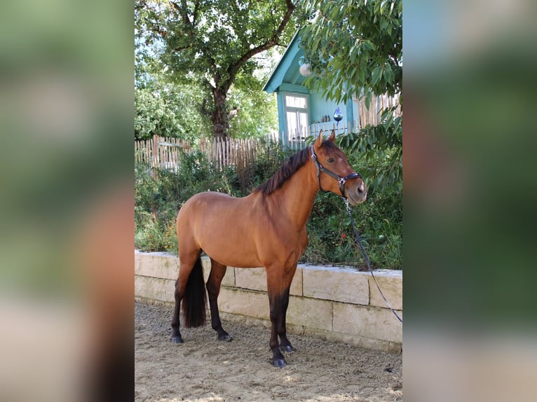 PRE Wallach 5 Jahre 162 cm Brauner in Krumbach