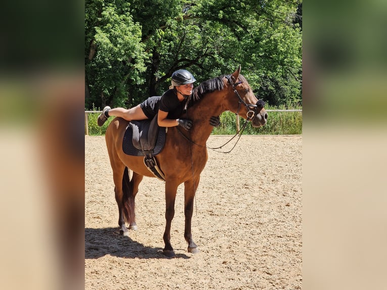 PRE Wallach 5 Jahre 162 cm Brauner in Krumbach