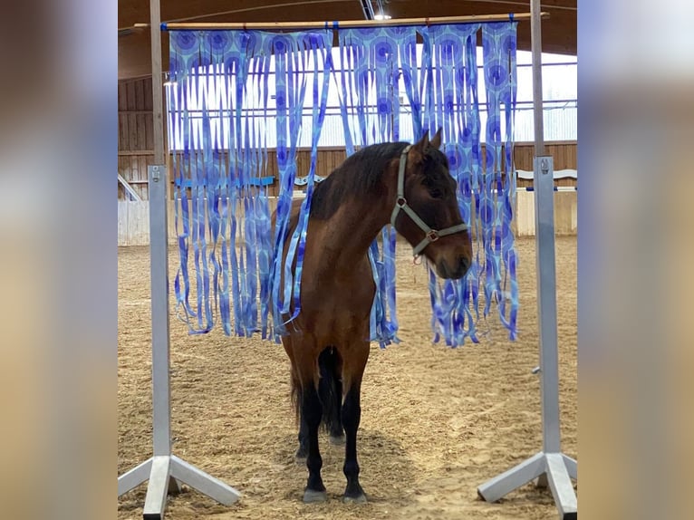 PRE Wallach 5 Jahre 162 cm Brauner in Krumbach