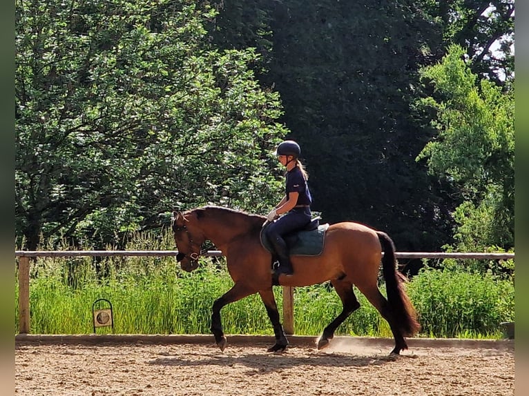 PRE Wallach 5 Jahre 162 cm Brauner in Krumbach