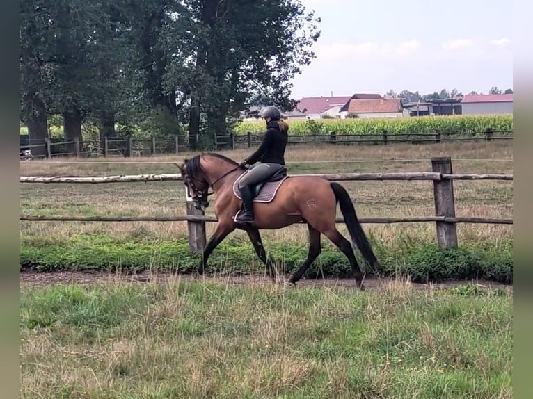 PRE Mix Wallach 5 Jahre 162 cm Brauner in Karlshuld