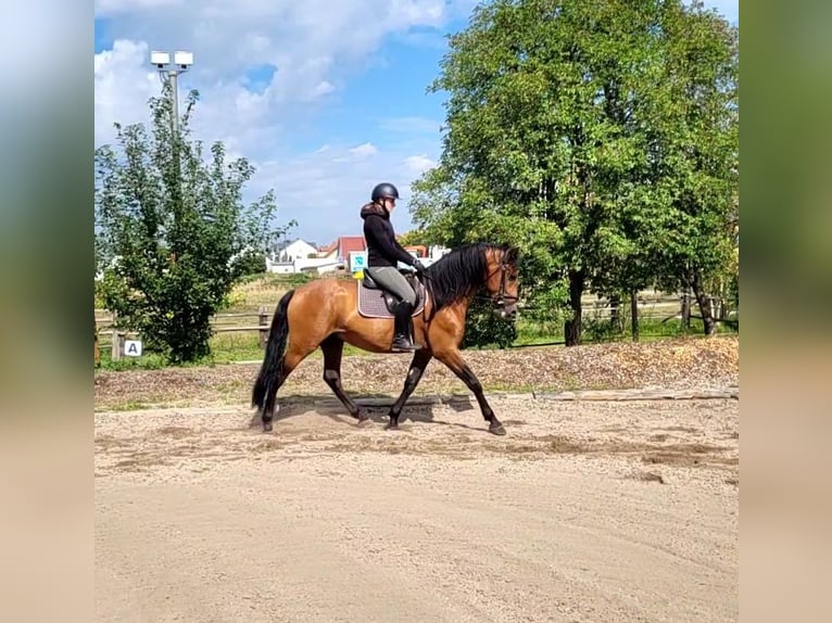PRE Mix Wallach 5 Jahre 162 cm Brauner in Karlshuld