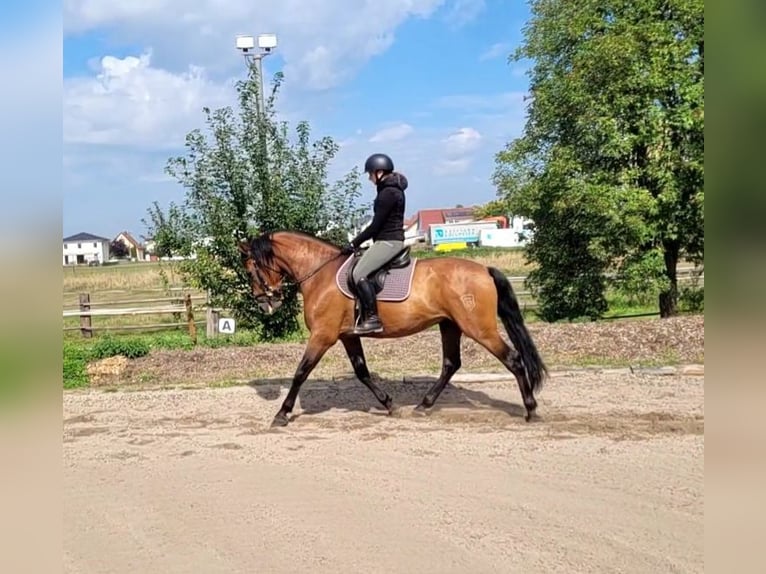 PRE Mix Wallach 5 Jahre 162 cm Brauner in Karlshuld