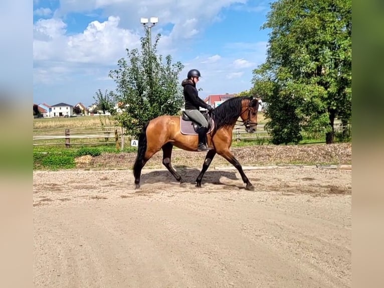 PRE Mix Wallach 5 Jahre 162 cm Brauner in Karlshuld