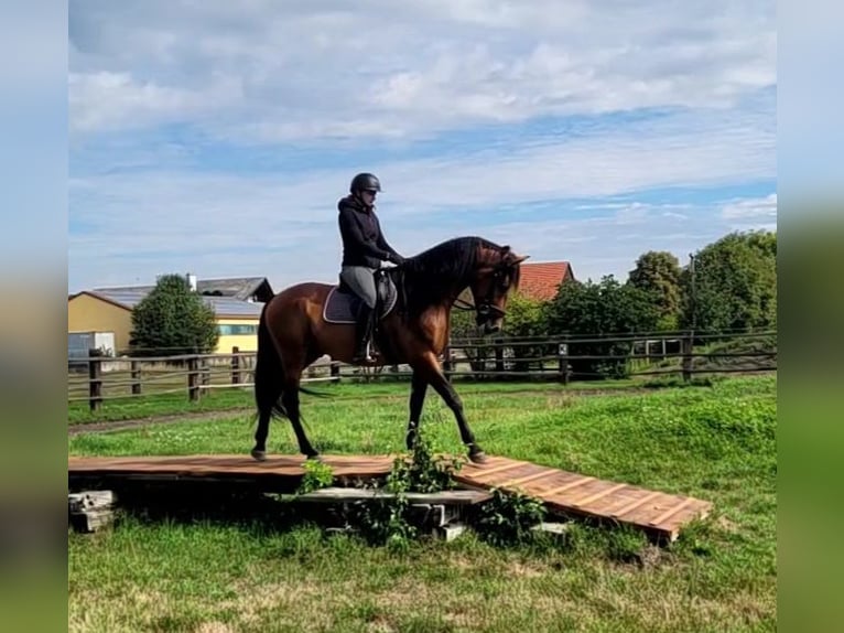 PRE Mix Wallach 5 Jahre 162 cm Brauner in Karlshuld