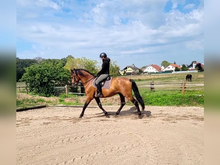PRE Mix Wallach 5 Jahre 162 cm Brauner in Karlshuld