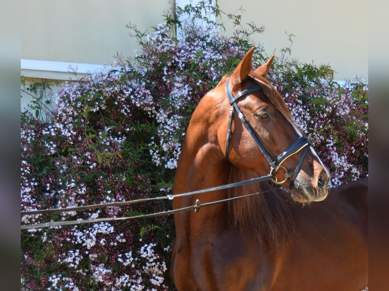 PRE Wallach 5 Jahre 162 cm Fuchs in Lucena