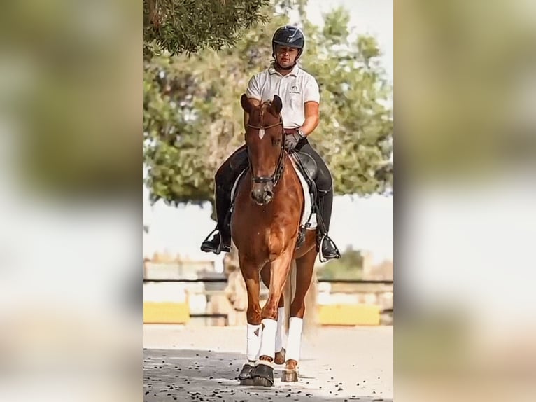 PRE Mix Wallach 5 Jahre 162 cm Fuchs in Sevilla