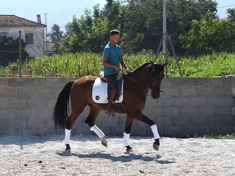 PRE Mix Wallach 5 Jahre 162 cm Rotbrauner in Coín, Málaga