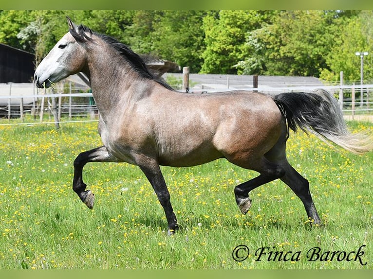 PRE Mix Wallach 5 Jahre 162 cm Schimmel in Wiebelsheim