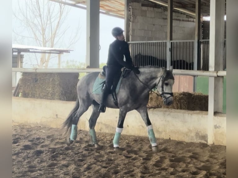 PRE Mix Wallach 5 Jahre 163 cm Apfelschimmel in Cordoba