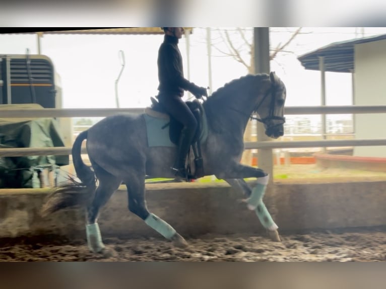 PRE Mix Wallach 5 Jahre 163 cm Apfelschimmel in Cordoba