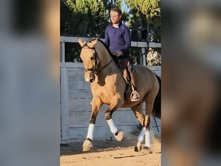 PRE Wallach 5 Jahre 163 cm Buckskin in Sevilla