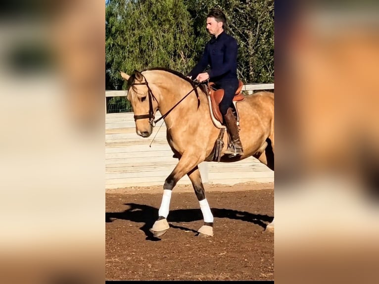 PRE Wallach 5 Jahre 163 cm Buckskin in Sevilla