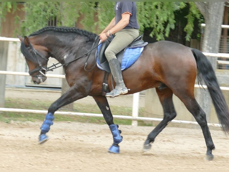 PRE Mix Wallach 5 Jahre 163 cm in Barcelona