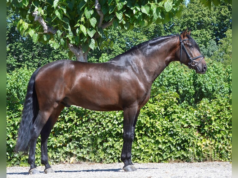 PRE Mix Wallach 5 Jahre 163 cm in Barcelona