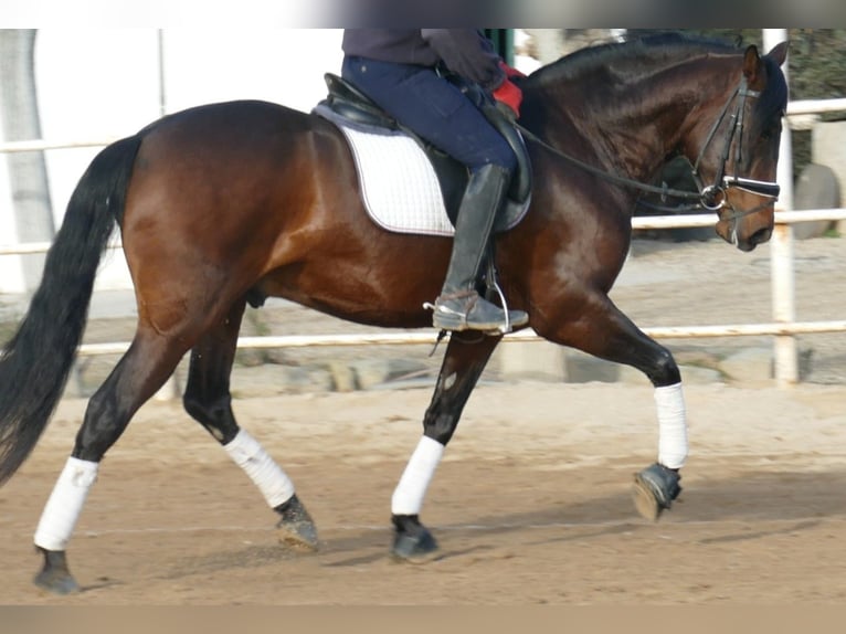 PRE Mix Wallach 5 Jahre 163 cm in Barcelona