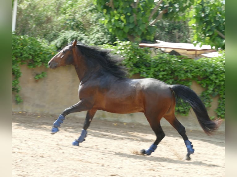 PRE Mix Wallach 5 Jahre 163 cm in Barcelona