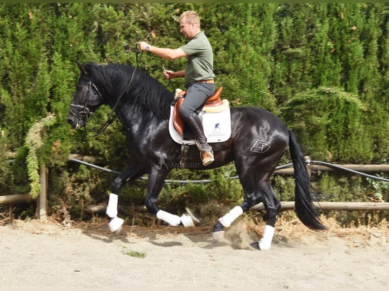 PRE Wallach 5 Jahre 163 cm Dunkelbrauner in Provinz Malaga