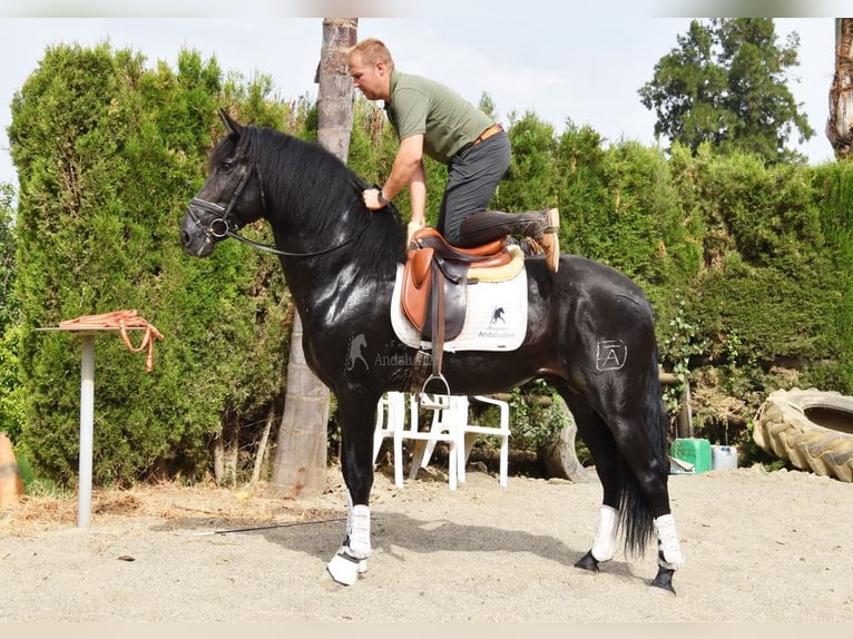 PRE Wallach 5 Jahre 163 cm Dunkelbrauner in Provinz Malaga