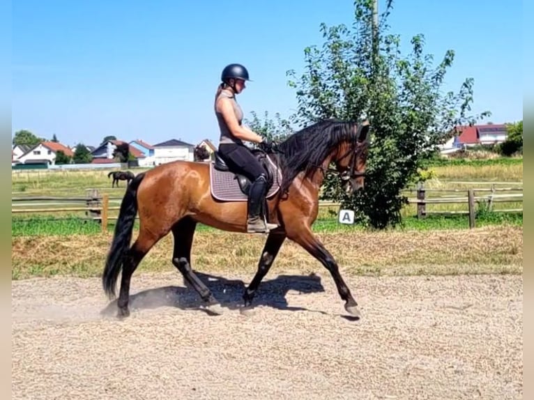 PRE Wallach 5 Jahre 163 cm Dunkelbrauner in Karlshuld