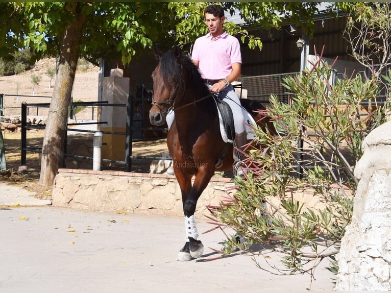 PRE Wallach 5 Jahre 163 cm Dunkelbrauner in Provinz Granada