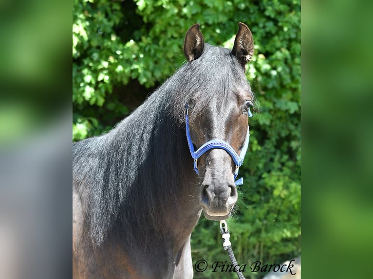 PRE Mix Wallach 5 Jahre 163 cm Rappe in Wiebelsheim