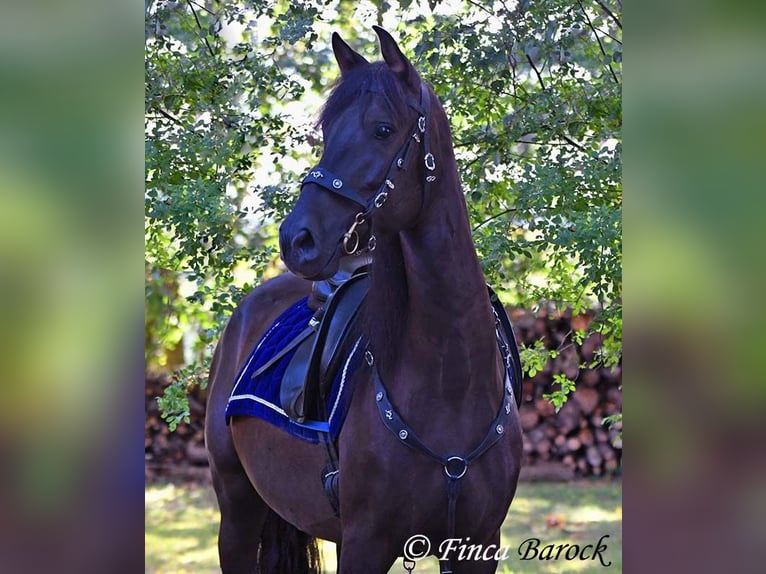 PRE Mix Wallach 5 Jahre 163 cm Rappe in Wiebelsheim