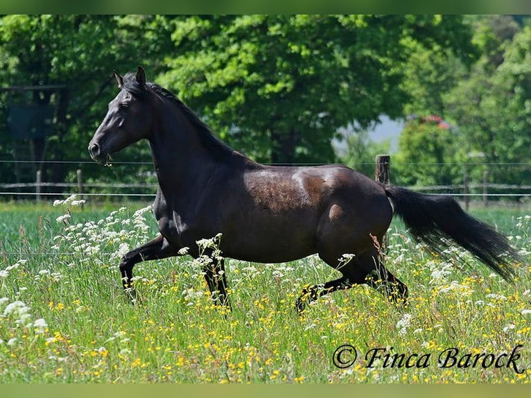 PRE Mix Wallach 5 Jahre 163 cm Rappe in Wiebelsheim