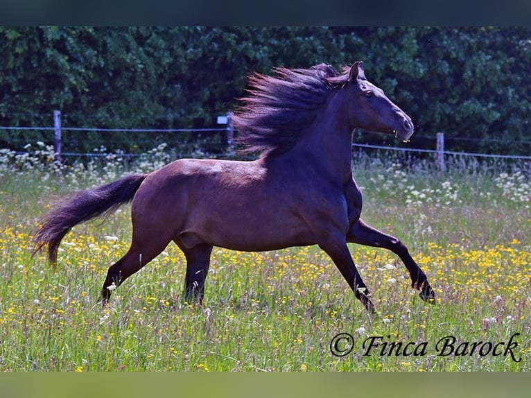 PRE Mix Wallach 5 Jahre 163 cm Rappe in Wiebelsheim