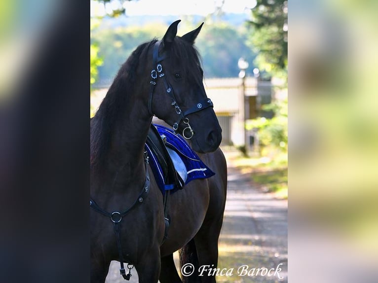 PRE Mix Wallach 5 Jahre 163 cm Rappe in Wiebelsheim