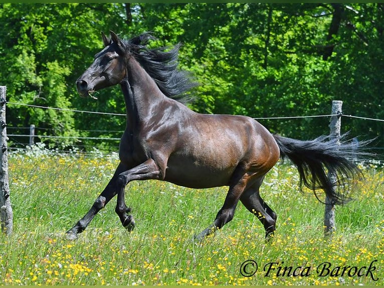 PRE Mix Wallach 5 Jahre 163 cm Rappe in Wiebelsheim