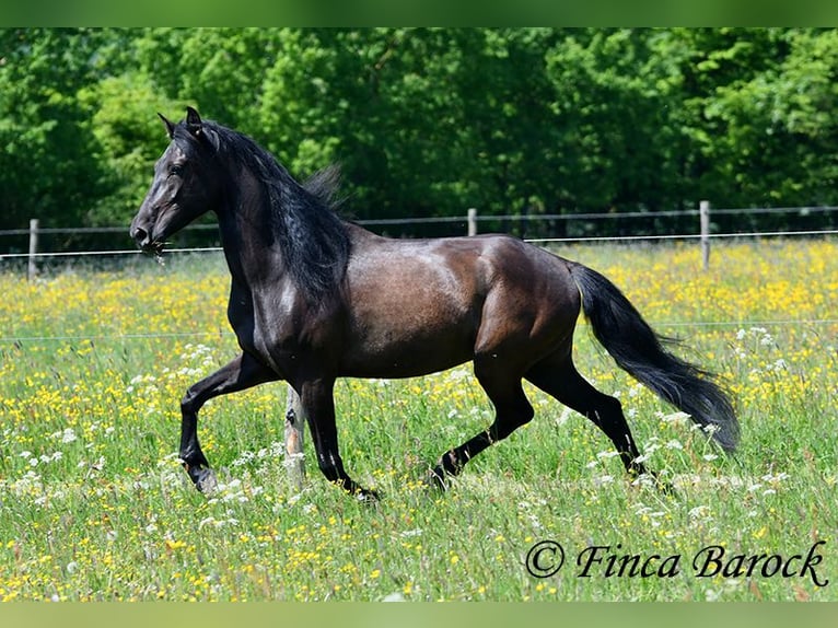 PRE Mix Wallach 5 Jahre 163 cm Rappe in Wiebelsheim
