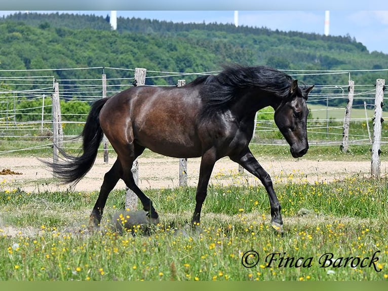 PRE Mix Wallach 5 Jahre 163 cm Rappe in Wiebelsheim