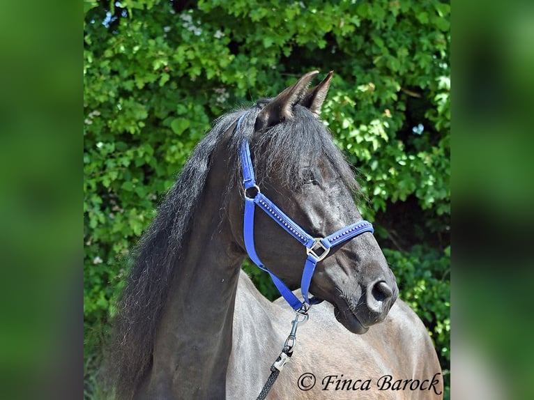 PRE Mix Wallach 5 Jahre 163 cm Rappe in Wiebelsheim