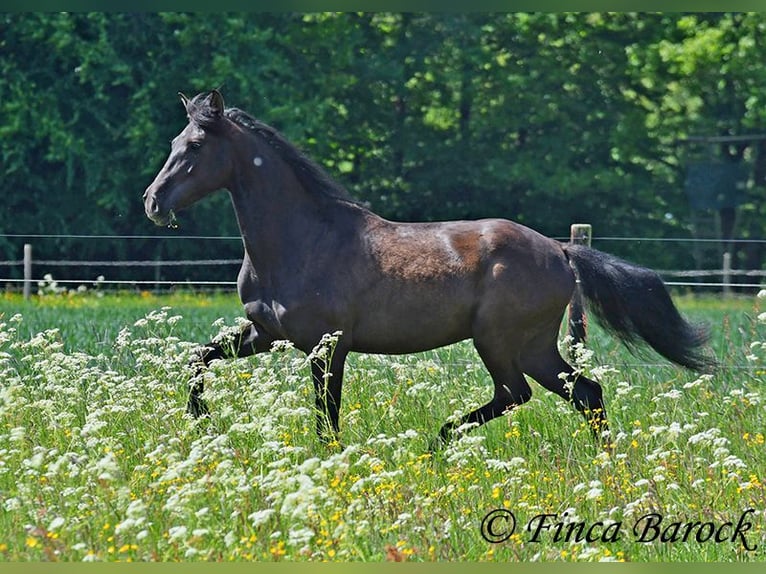 PRE Mix Wallach 5 Jahre 163 cm Rappe in Wiebelsheim
