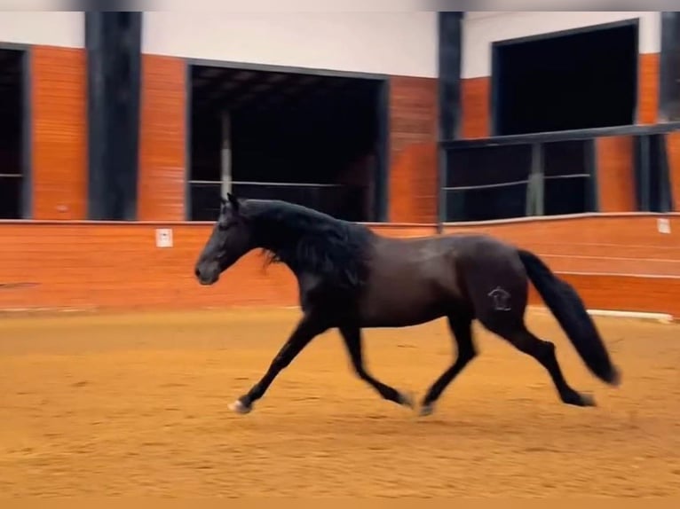 PRE Mix Wallach 5 Jahre 163 cm Rappe in Madison, GA