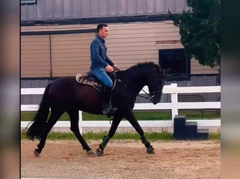 PRE Mix Wallach 5 Jahre 163 cm Rappe in Madison, GA